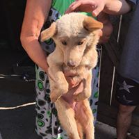 PEPE, Hund, Mischlingshund in Rumänien - Bild 11