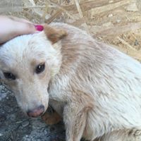 PEPE, Hund, Mischlingshund in Rumänien - Bild 12