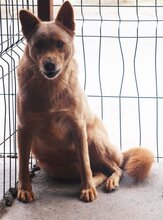 PEPE, Hund, Mischlingshund in Rumänien - Bild 2