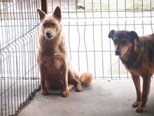 PEPE, Hund, Mischlingshund in Rumänien - Bild 4