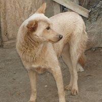 PEPE, Hund, Mischlingshund in Rumänien - Bild 8