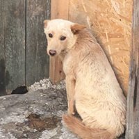PEPE, Hund, Mischlingshund in Rumänien - Bild 9