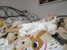 TAPSIE, Katze, Hauskatze in Bulgarien - Bild 2