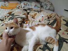 TAPSIE, Katze, Hauskatze in Bulgarien - Bild 3