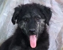 RAFIKI, Hund, Mischlingshund in Ungarn - Bild 1