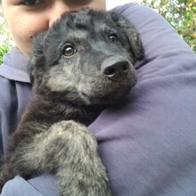 RAFIKI, Hund, Mischlingshund in Ungarn - Bild 6