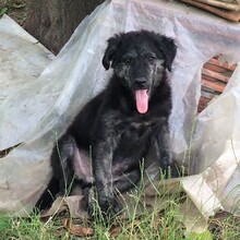 RAFIKI, Hund, Mischlingshund in Ungarn - Bild 8