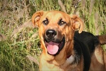 BENJI, Hund, Deutscher Schäferhund-Mix in Spanien - Bild 1