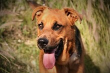 BENJI, Hund, Deutscher Schäferhund-Mix in Spanien - Bild 10