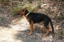 BENJI, Hund, Deutscher Schäferhund-Mix in Spanien - Bild 11