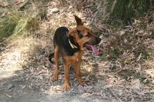 BENJI, Hund, Deutscher Schäferhund-Mix in Spanien - Bild 14