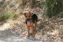 BENJI, Hund, Deutscher Schäferhund-Mix in Spanien - Bild 15