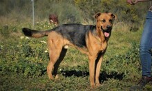BENJI, Hund, Deutscher Schäferhund-Mix in Spanien - Bild 2