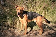 BENJI, Hund, Deutscher Schäferhund-Mix in Spanien - Bild 3