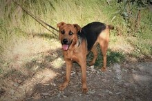 BENJI, Hund, Deutscher Schäferhund-Mix in Spanien - Bild 4