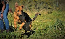 BENJI, Hund, Deutscher Schäferhund-Mix in Spanien - Bild 5