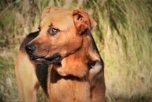 BENJI, Hund, Deutscher Schäferhund-Mix in Spanien - Bild 6