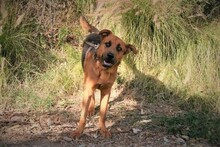 BENJI, Hund, Deutscher Schäferhund-Mix in Spanien - Bild 7
