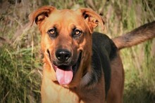 BENJI, Hund, Deutscher Schäferhund-Mix in Spanien - Bild 8