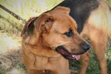 BENJI, Hund, Deutscher Schäferhund-Mix in Spanien - Bild 9