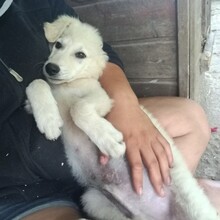 BALU2, Hund, Mischlingshund in Ungarn - Bild 7