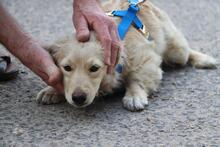 BELLALINE, Hund, Mischlingshund in Vaterstetten - Bild 3
