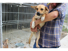 WARIN, Hund, Mischlingshund in Rumänien - Bild 3