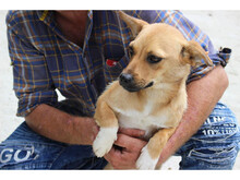 WARIN, Hund, Mischlingshund in Rumänien - Bild 4
