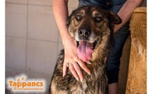 CSIPETKE, Hund, Mischlingshund in Ungarn - Bild 1