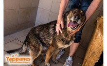 CSIPETKE, Hund, Mischlingshund in Ungarn - Bild 2