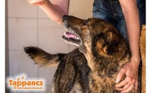 CSIPETKE, Hund, Mischlingshund in Ungarn - Bild 3