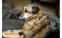 GIZI, Hund, Mischlingshund in Ungarn - Bild 1