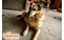 GIZI, Hund, Mischlingshund in Ungarn - Bild 2