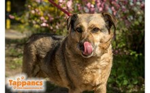GIZI, Hund, Mischlingshund in Ungarn - Bild 3