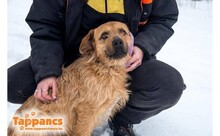 ANDOR, Hund, Mischlingshund in Ungarn - Bild 3