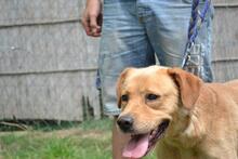 MÜZLI, Hund, Mischlingshund in Ungarn - Bild 5