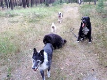 PINSEL, Hund, Deutsche Dogge-Labrador-Mix in Neuhausen - Bild 6