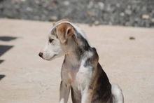 FREYA, Hund, Siberian Husky-Mix in Zypern - Bild 5