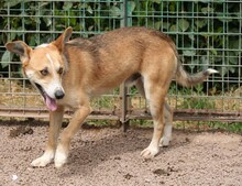 ERNESTO, Hund, Mischlingshund in Italien - Bild 3