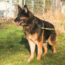 GILBERTO, Hund, Deutscher Schäferhund in Stuttgart - Bild 2