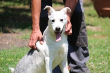 LUDOVICA, Hund, Mischlingshund in Italien - Bild 4