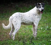 ZIVAGO, Hund, Mischlingshund in Italien - Bild 2