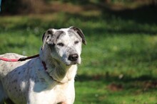 ZIVAGO, Hund, Mischlingshund in Italien - Bild 3