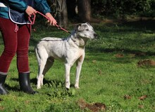 ZIVAGO, Hund, Mischlingshund in Italien - Bild 4
