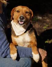 PATRI, Hund, Beagle-Mix in Spanien - Bild 1