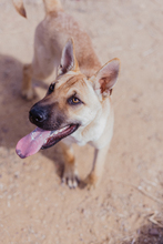 MONA, Hund, Mischlingshund in Spanien - Bild 1