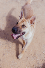 MONA, Hund, Mischlingshund in Spanien - Bild 2
