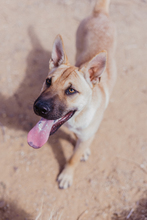 MONA, Hund, Mischlingshund in Spanien - Bild 3
