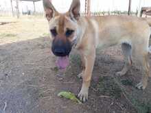 MONA, Hund, Mischlingshund in Spanien - Bild 7