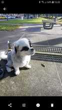 MICKI, Hund, Pekingese in Rastatt - Bild 6